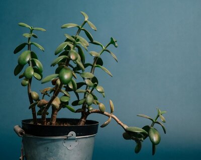 Jade Plant